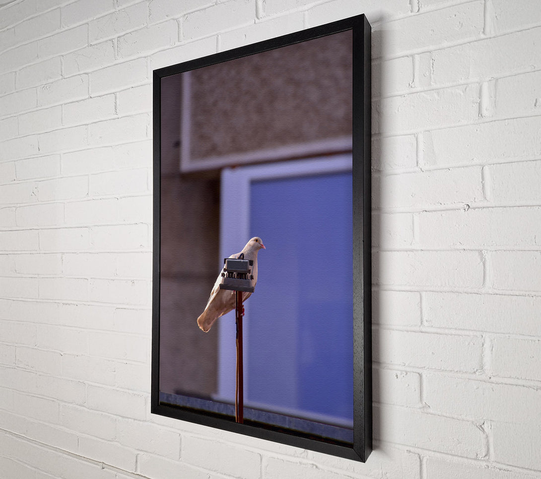 A Canvas Print of Tan Pigeon On Blue Canvas Wall Art