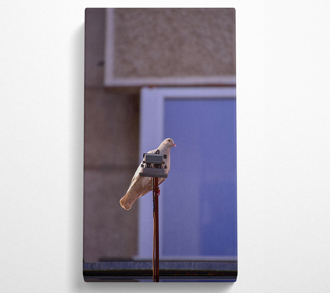  A Canvas Print of Tan Pigeon On Blue Canvas Wall Art