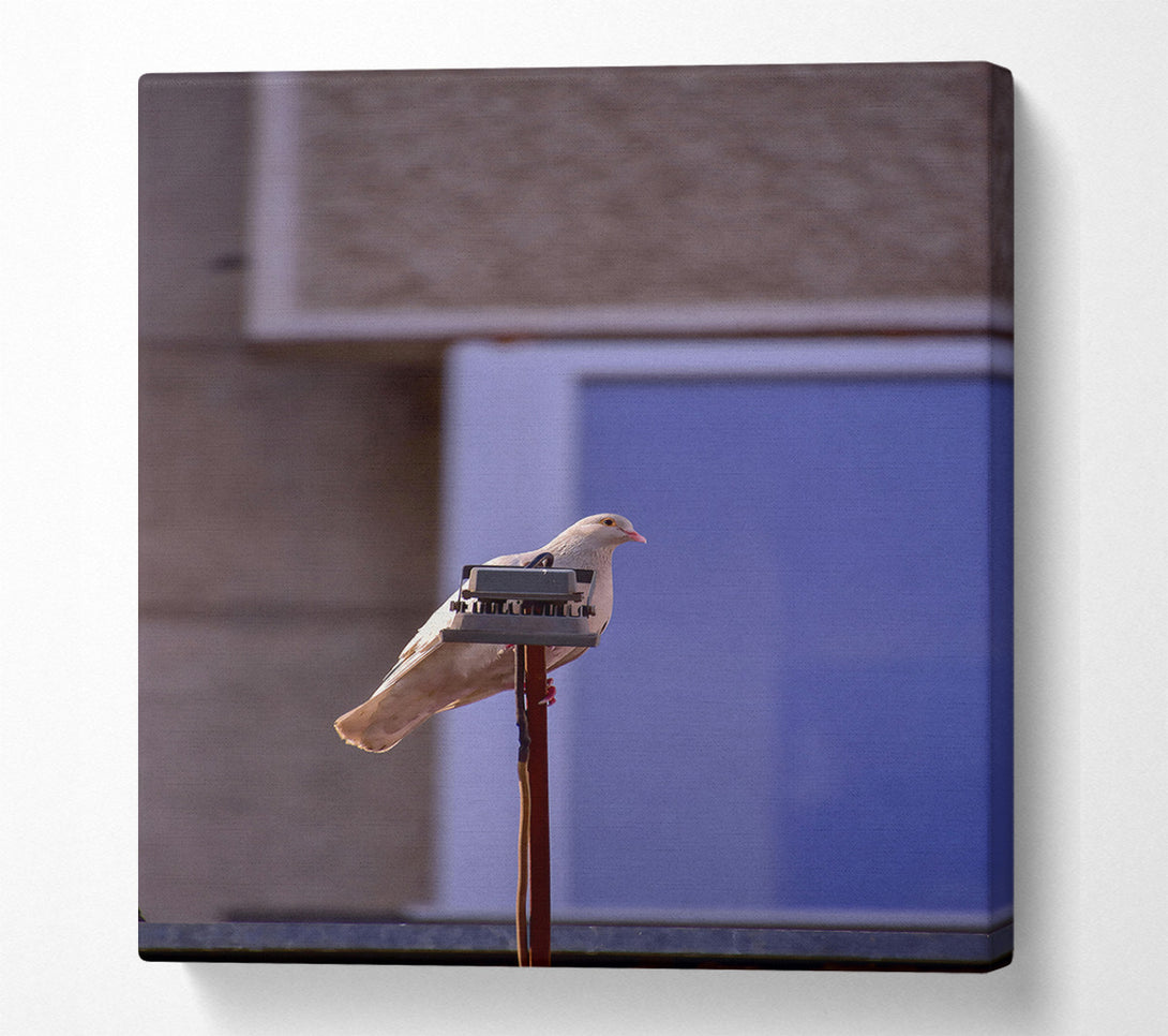  A Canvas Print of Tan Pigeon On Blue Canvas Wall Art