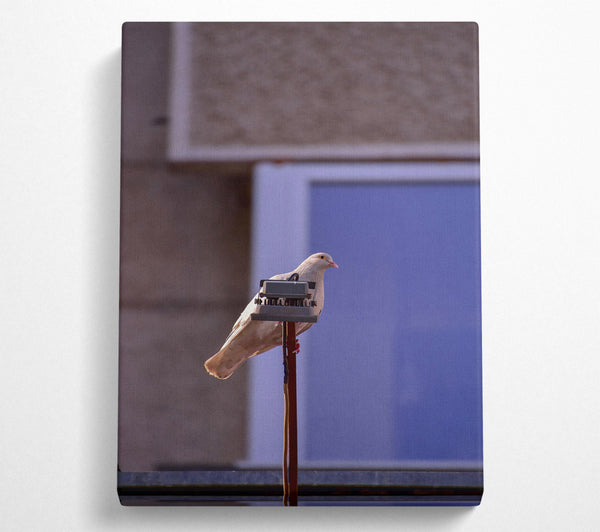  A Canvas Print of Tan Pigeon On Blue Canvas Wall Art