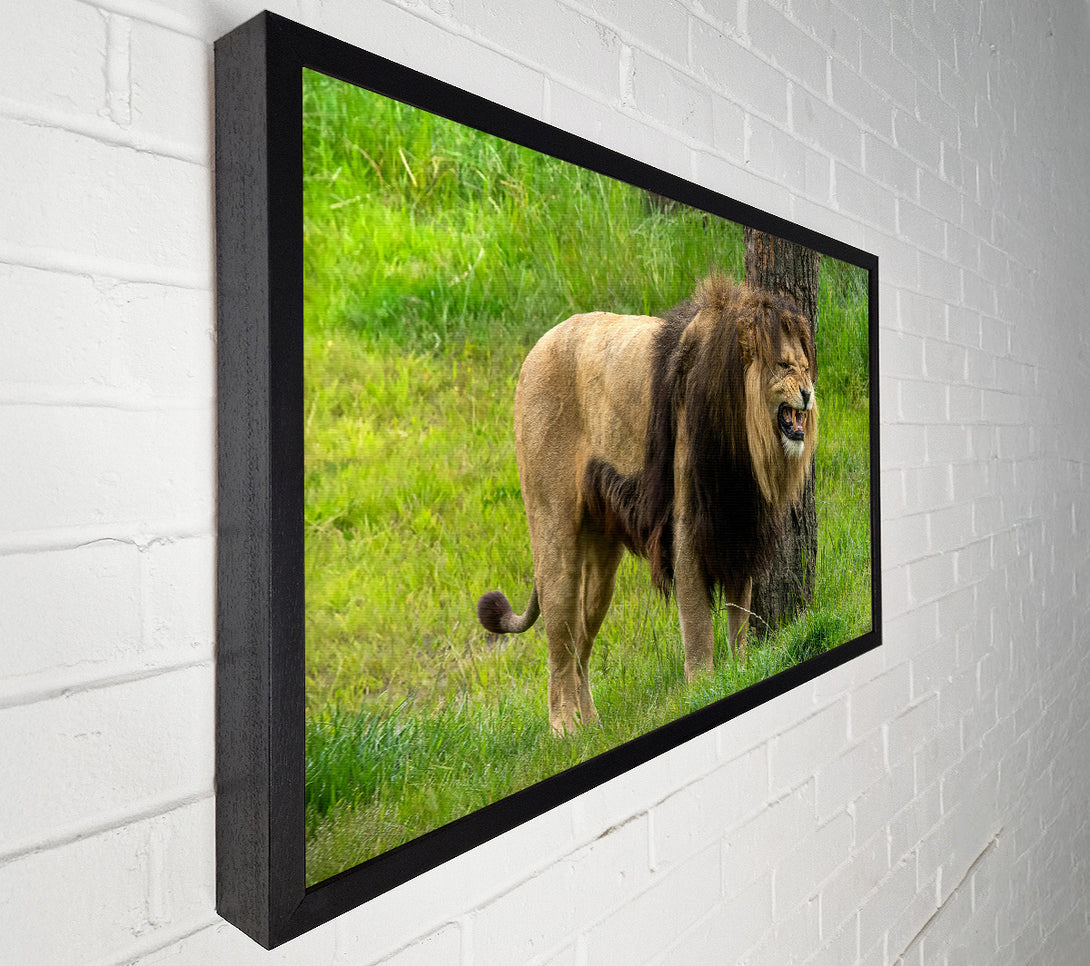  A Canvas Print of The Golden Roar Canvas Wall Art