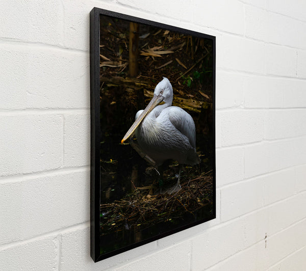 White Pelican Resting