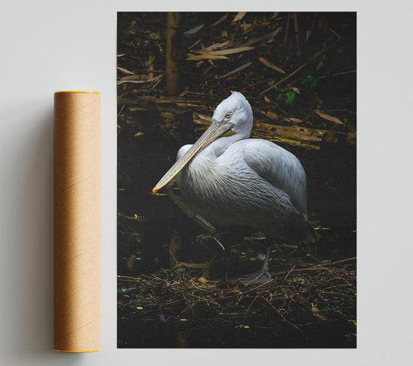 White Pelican Resting Poster