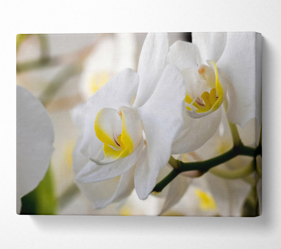  A Canvas Print of White Orchid Bloom Canvas Print