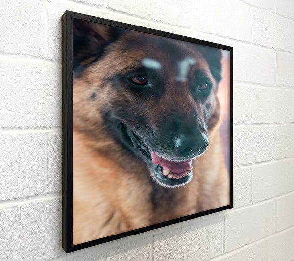 Golden Furred Smile