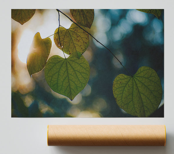 Green Leaves & Sunbeams Print