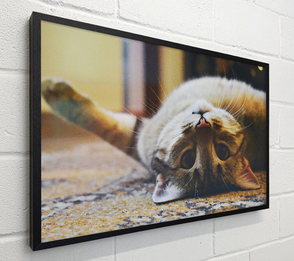 Golden Cat Upside Down