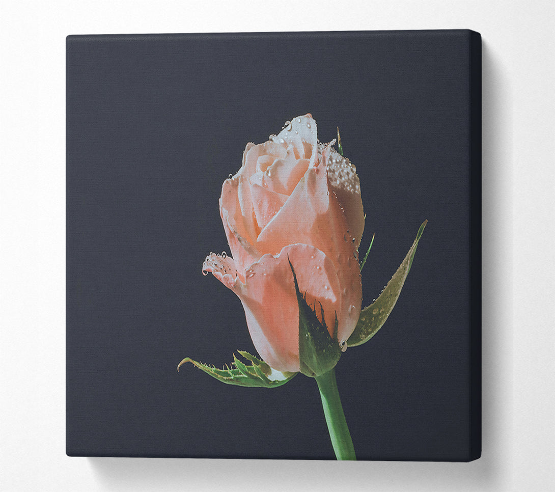  A Canvas Print of The Blush Of Dawn. Canvas Print