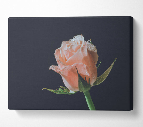  A Canvas Print of The Blush Of Dawn. Canvas Print