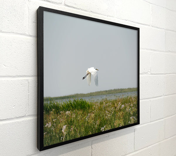 White Flight Over Green