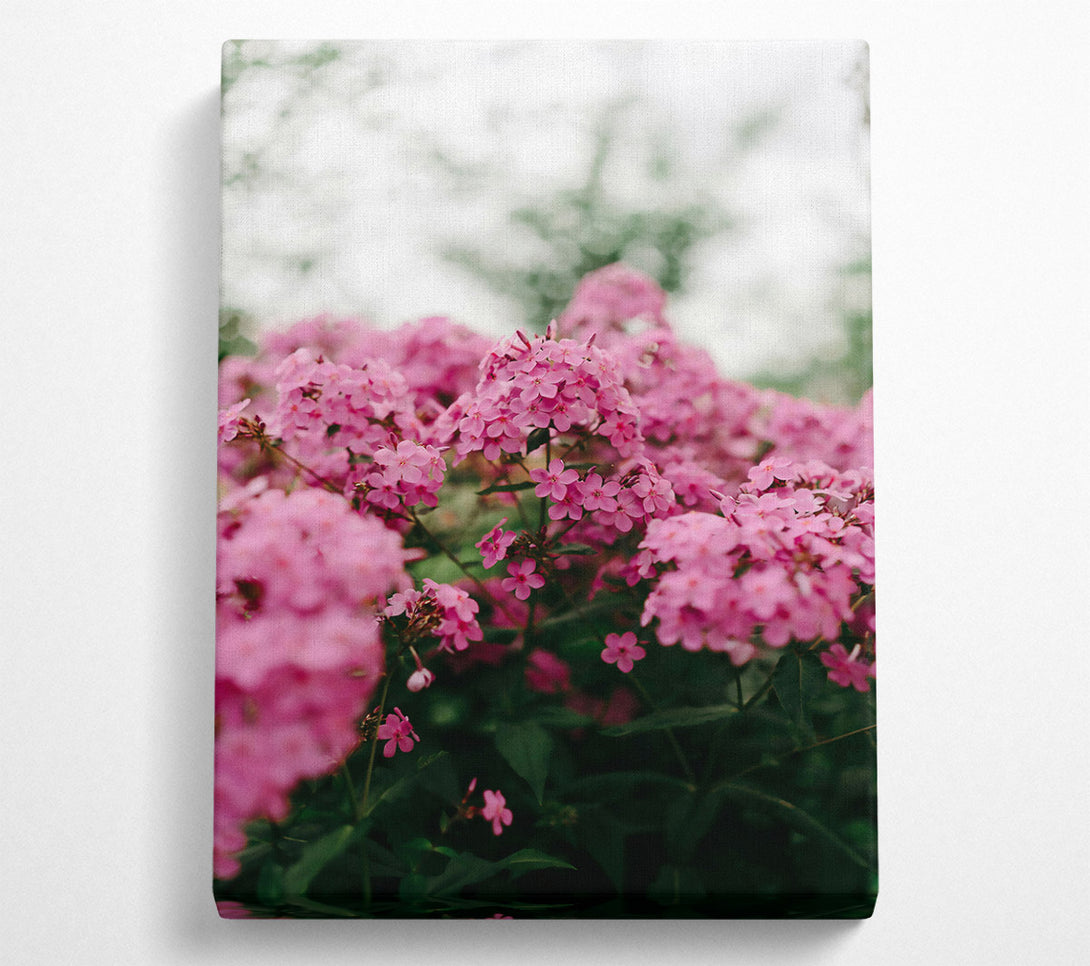  A Canvas Print of Pink Flower Bloom Canvas Art