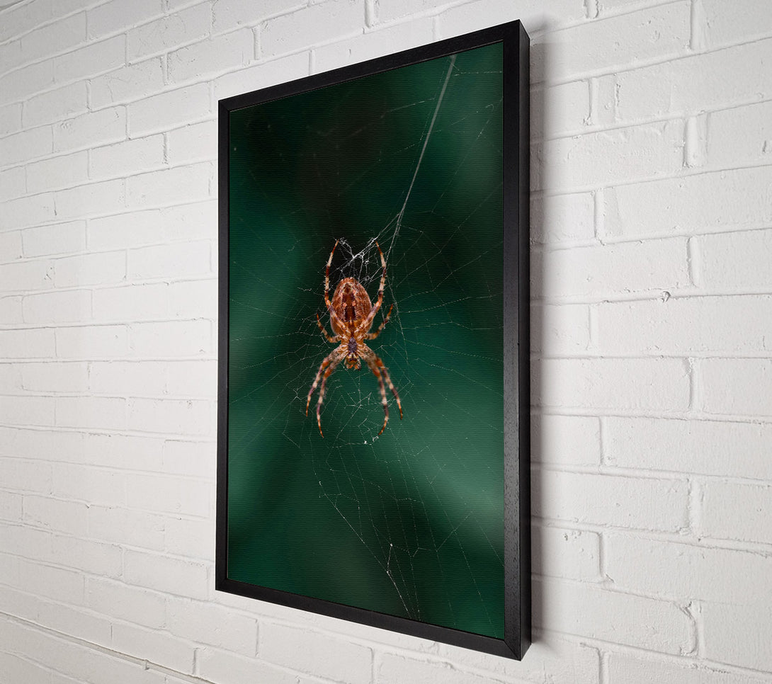  A Canvas Print of Green Web Weaver Canvas Print