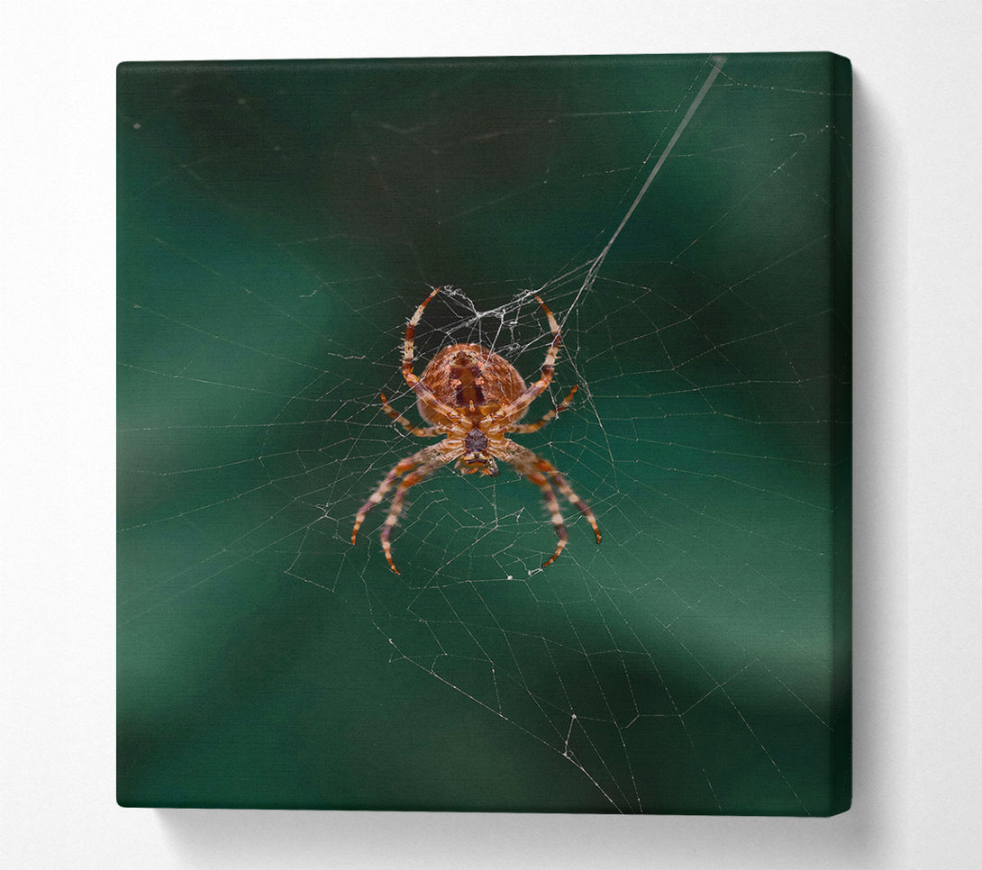  A Canvas Print of Green Web Weaver Canvas Print