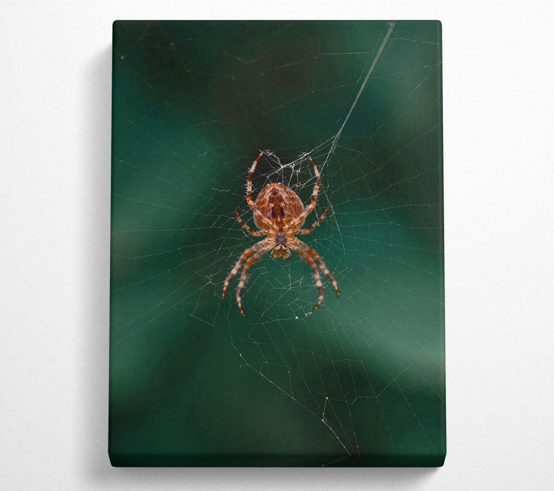  A Canvas Print of Green Web Weaver Canvas Print