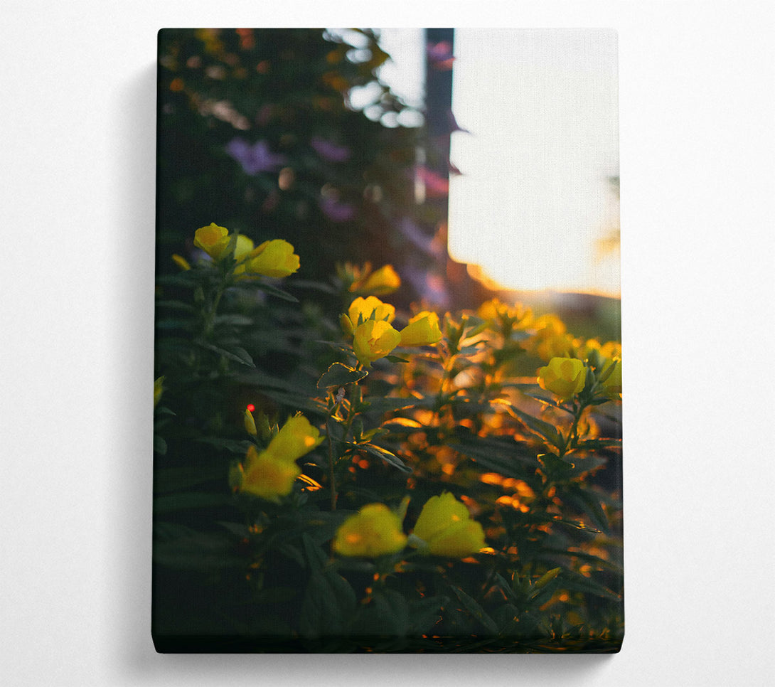  A Canvas Print of Golden Sunset Blooms Canvas Wall Art