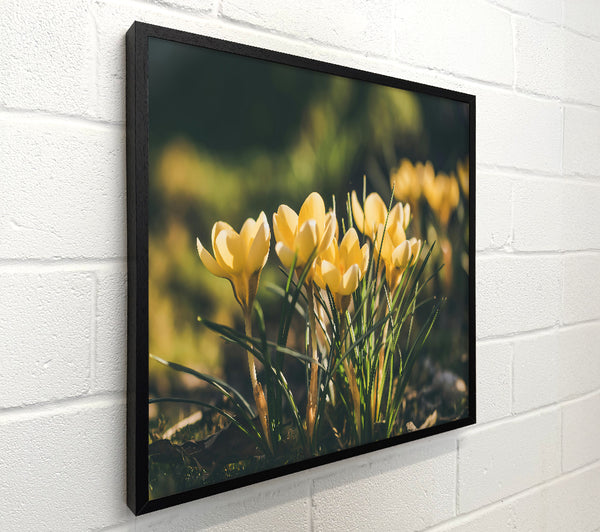 Golden Spring Blooms