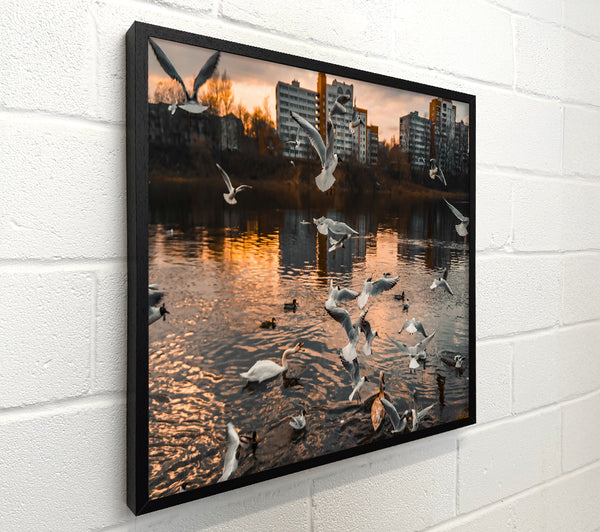 Golden Flock On Water