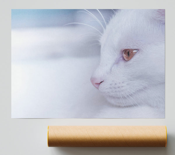 White Fur & Gold Eye Poster