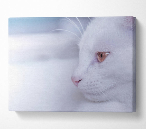  A Canvas Print of White Fur & Gold Eye Canvas Art