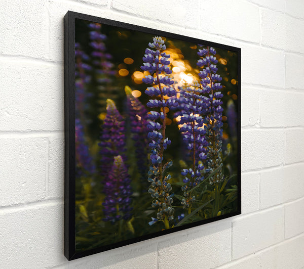 Purple Sunlit Blooms