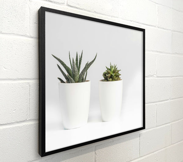Green Succulents In White Pots