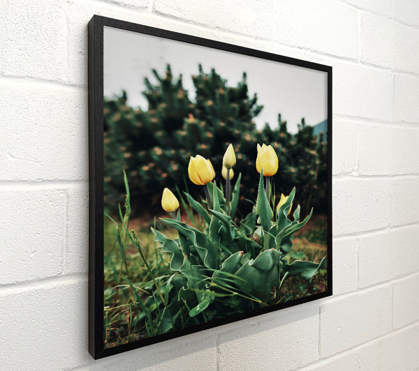 Golden Tulips Unfurling