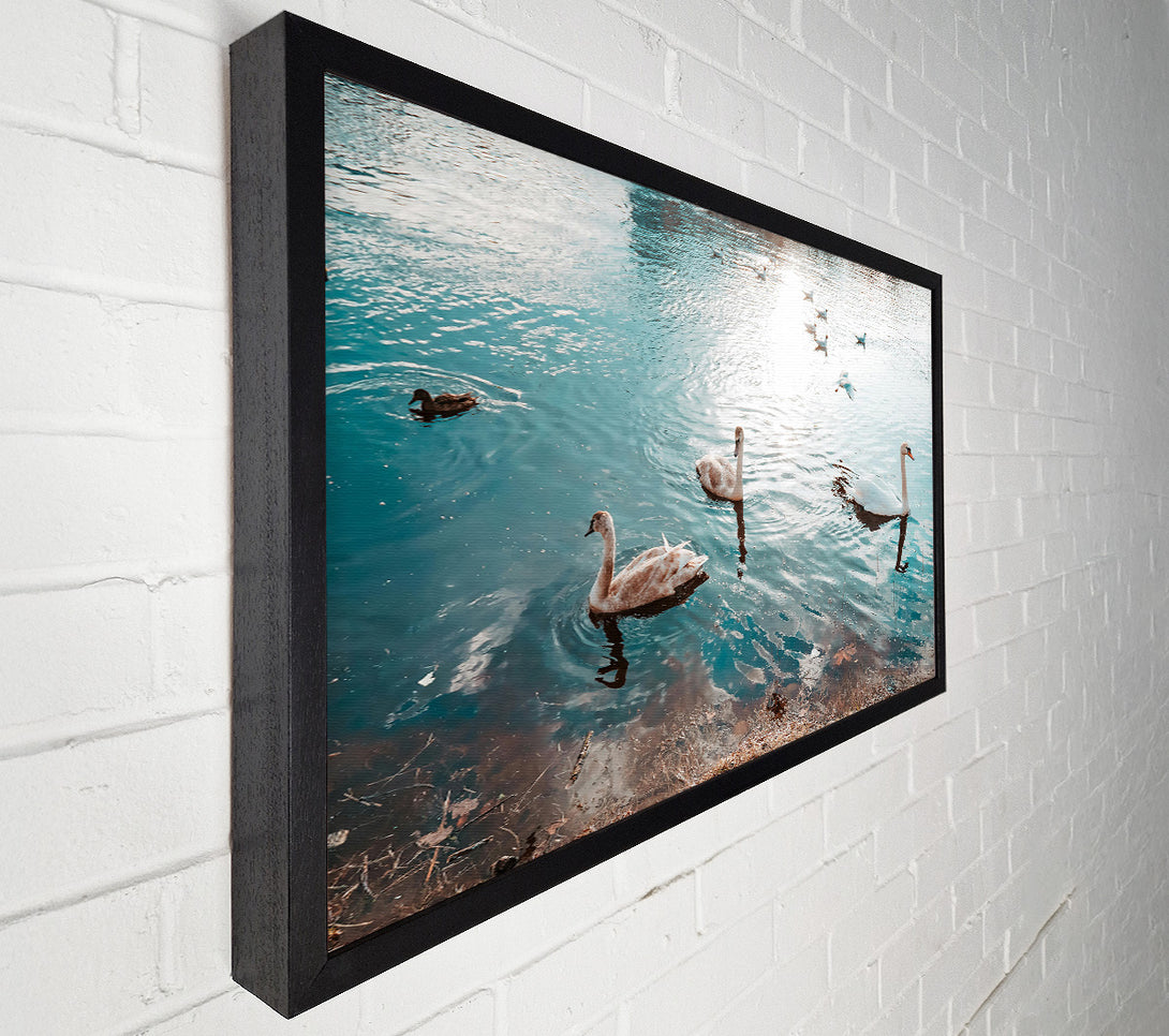  A Canvas Print of Azure Swan Serenity Canvas Art