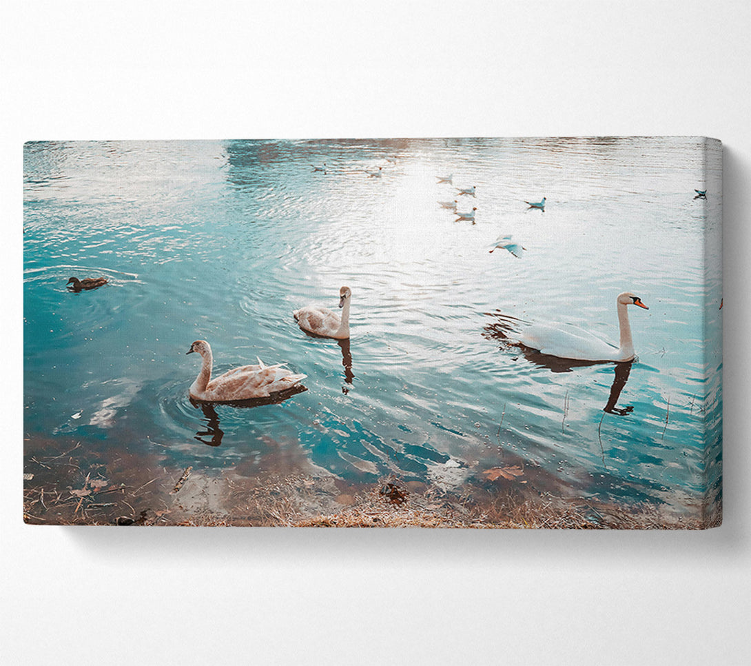  A Canvas Print of Azure Swan Serenity Canvas Art