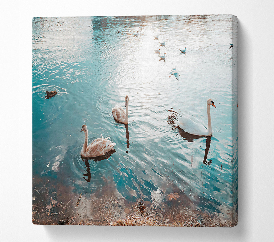  A Canvas Print of Azure Swan Serenity Canvas Art