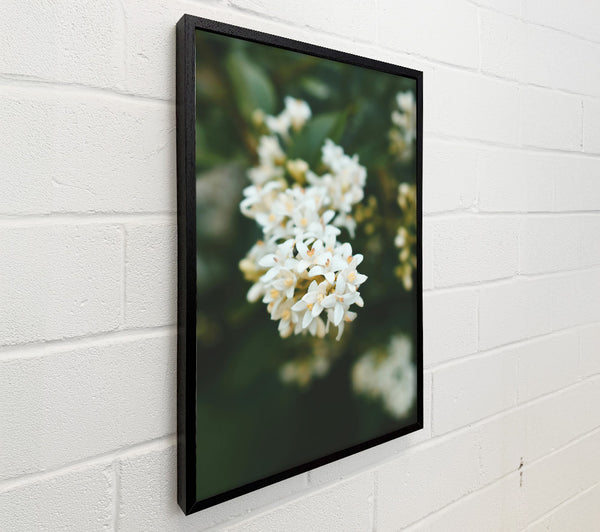 White Blossoms In Green