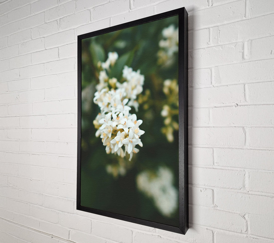  A Canvas Print of White Blossoms In Green Canvas Print