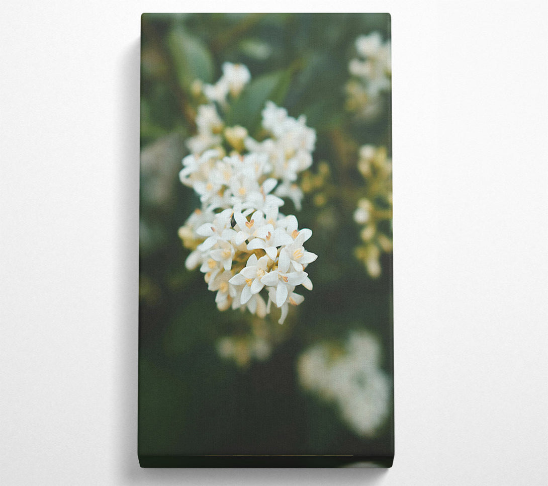  A Canvas Print of White Blossoms In Green Canvas Print