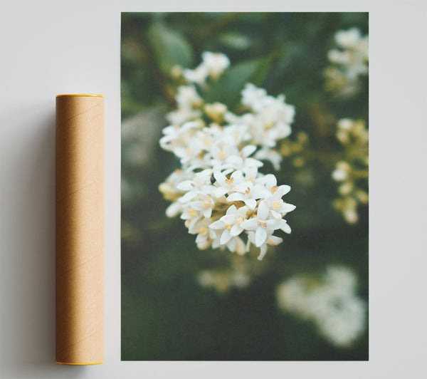 White Blossoms In Green Giclee Print