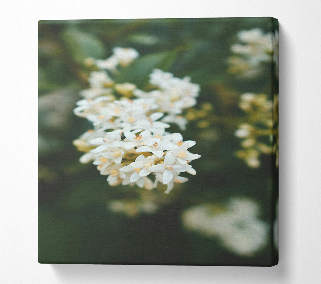  A Canvas Print of White Blossoms In Green Canvas Print