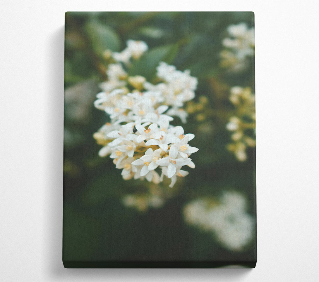  A Canvas Print of White Blossoms In Green Canvas Print