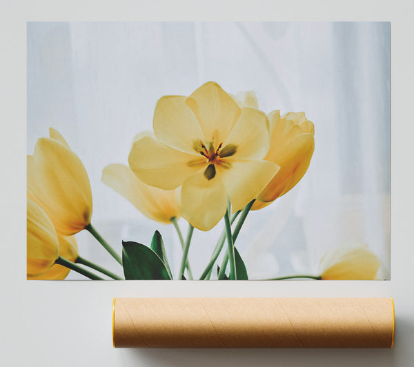 Golden Tulip Bloom Print