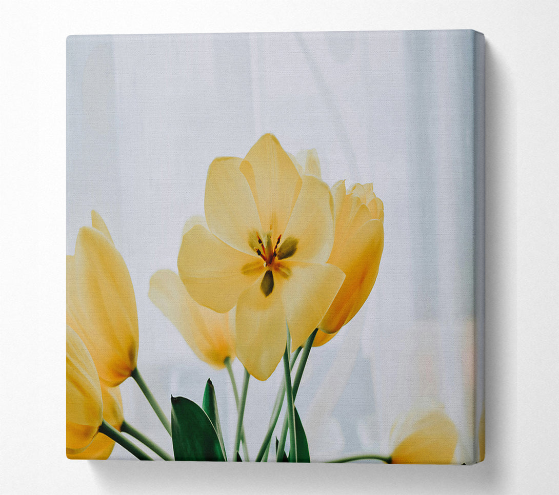  A Canvas Print of Golden Tulip Bloom Canvas Wall Art