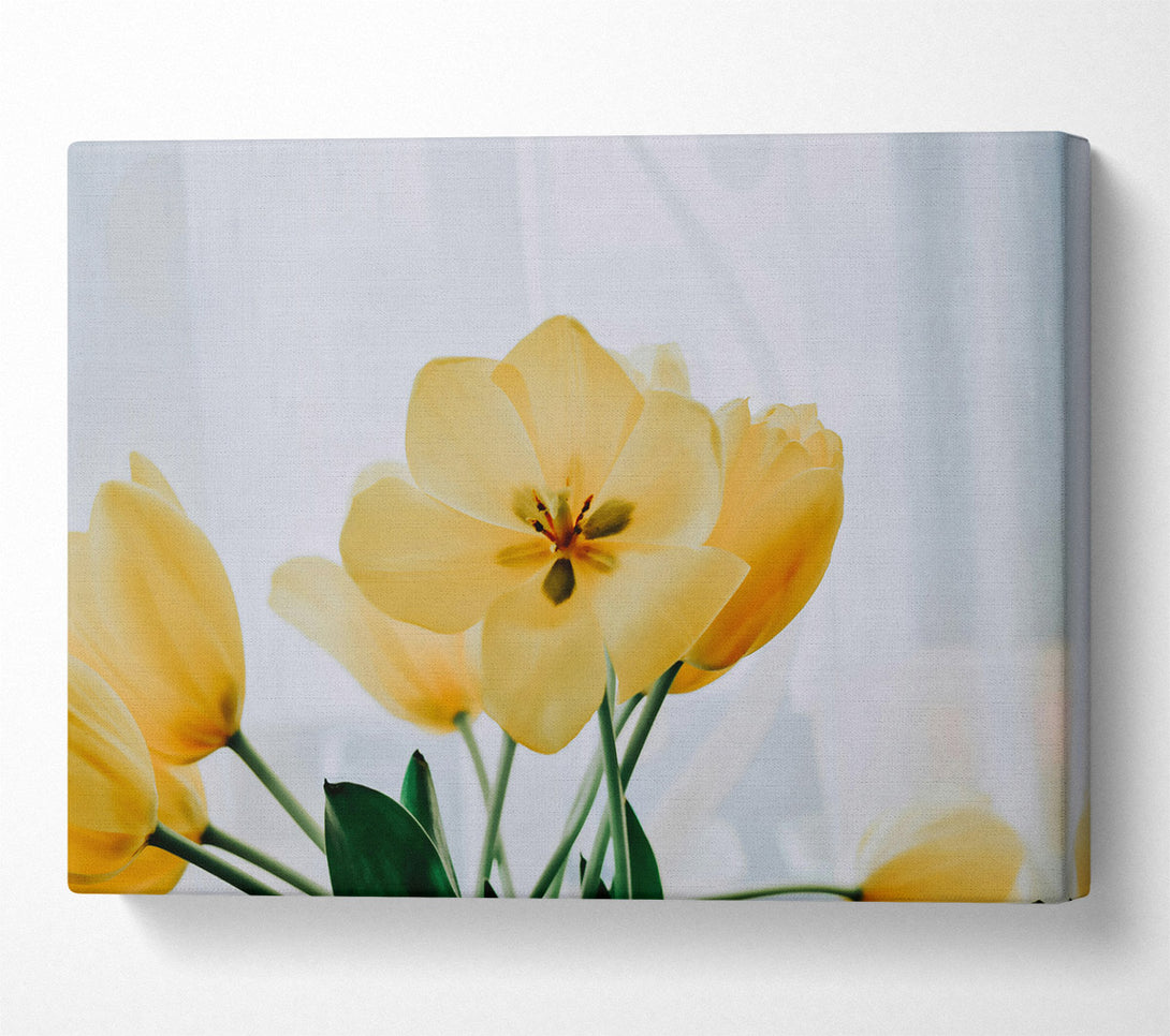  A Canvas Print of Golden Tulip Bloom Canvas Wall Art