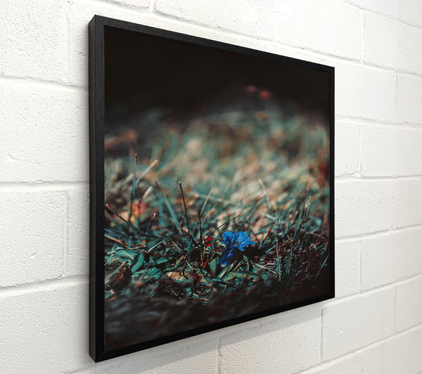 Azure Bloom In Grass