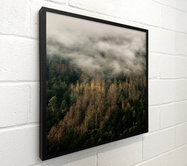 Golden Mist Over Pines