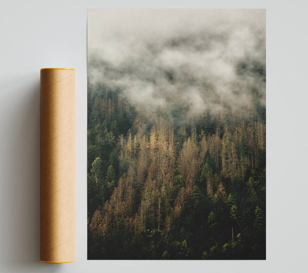 Golden Mist Over Pines Print
