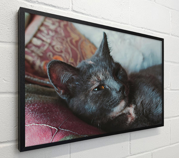 Grey Cat Slumber