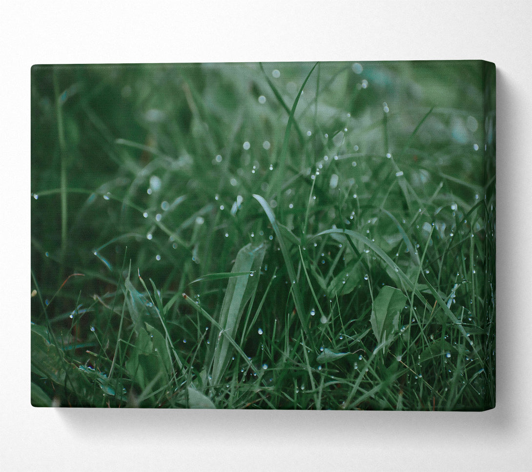  A Canvas Print of Emerald Dewdrops Canvas Print