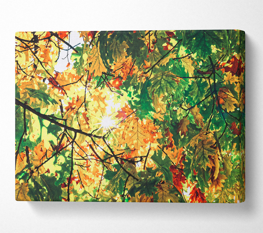  A Canvas Print of Golden Sun Through Leaves Canvas Print