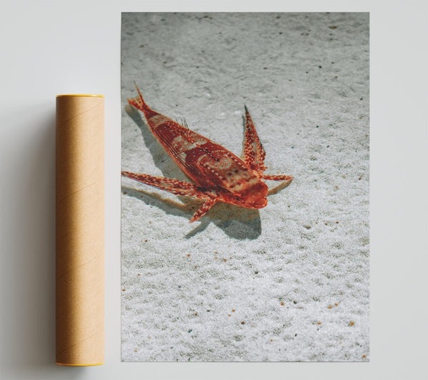 Orange Fish On Sand Print