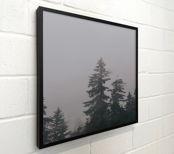 Grey Pines In Mist