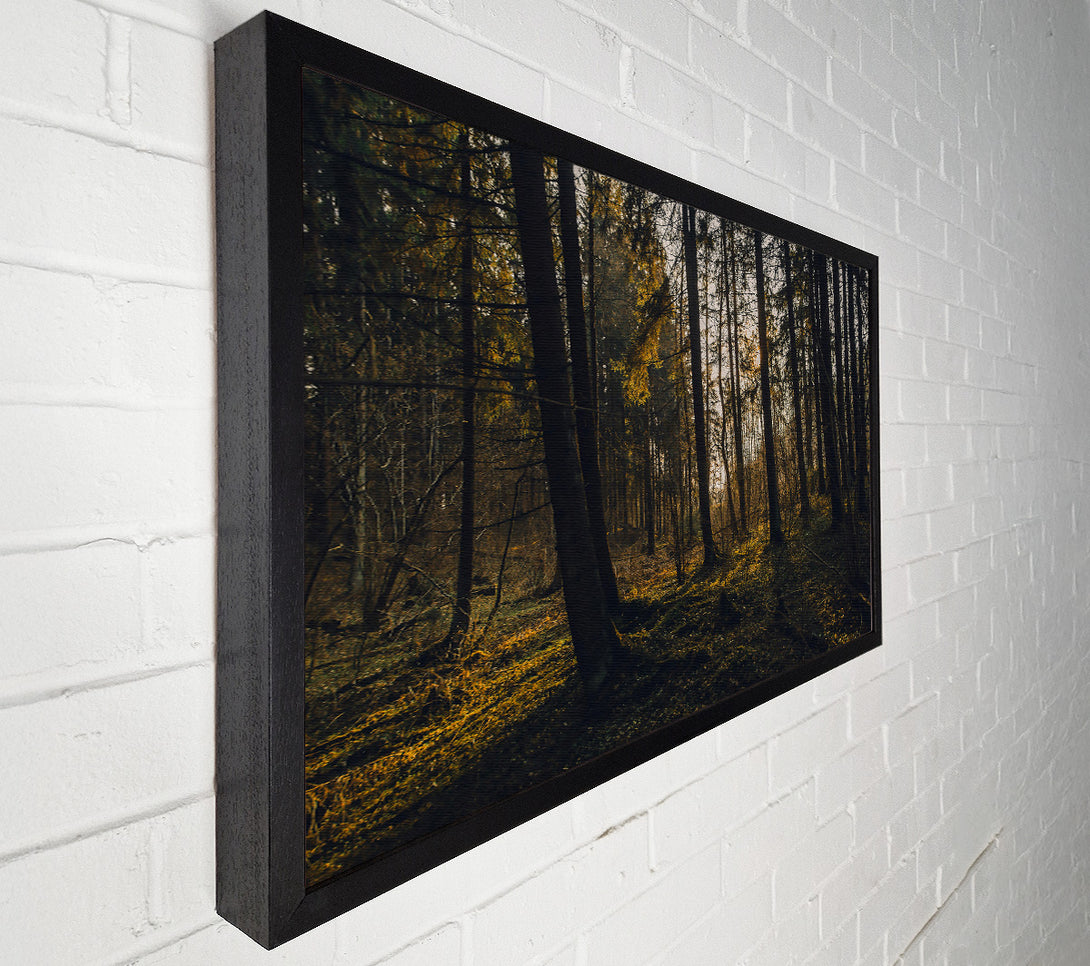  A Canvas Print of Golden Forest Light Canvas Wall Art