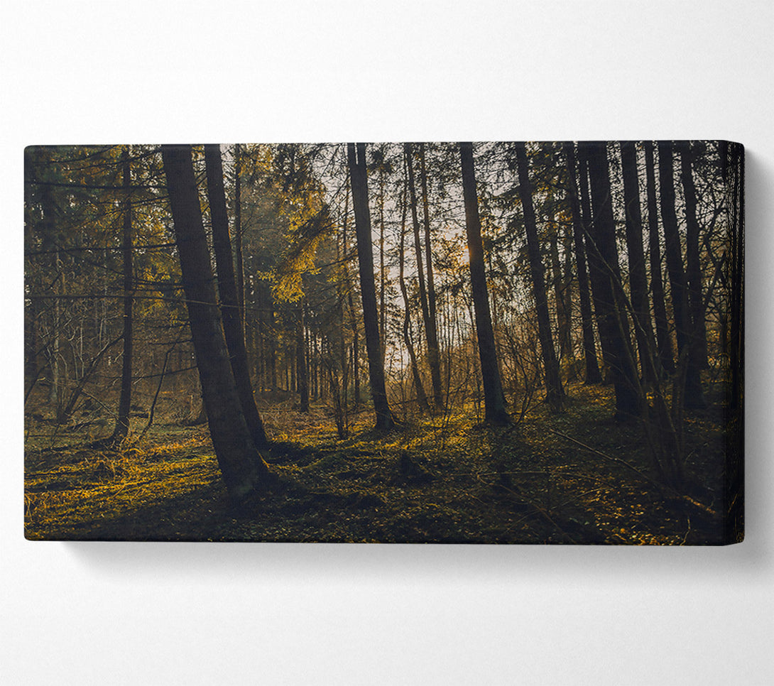  A Canvas Print of Golden Forest Light Canvas Wall Art
