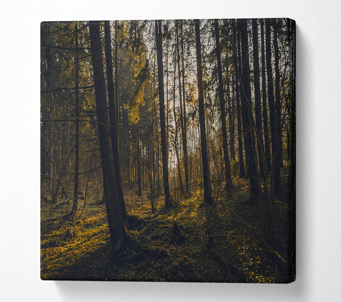  A Canvas Print of Golden Forest Light Canvas Wall Art