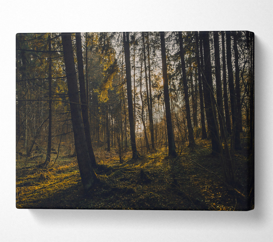  A Canvas Print of Golden Forest Light Canvas Wall Art